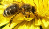 image abeille.jpg (18.6kB)
